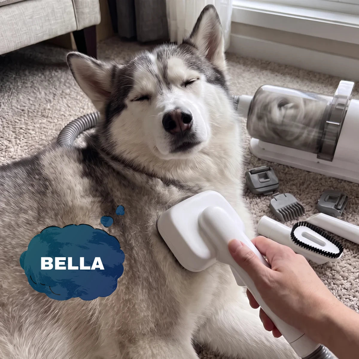 Bella the husky dozing while she’s brushed