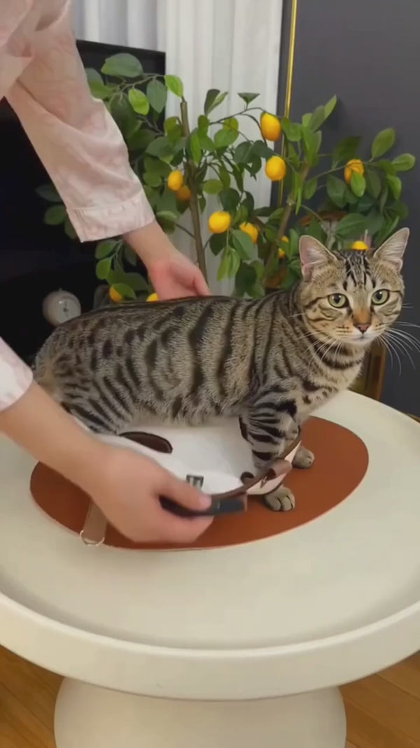 Pawsy cat carrier demonstration 1