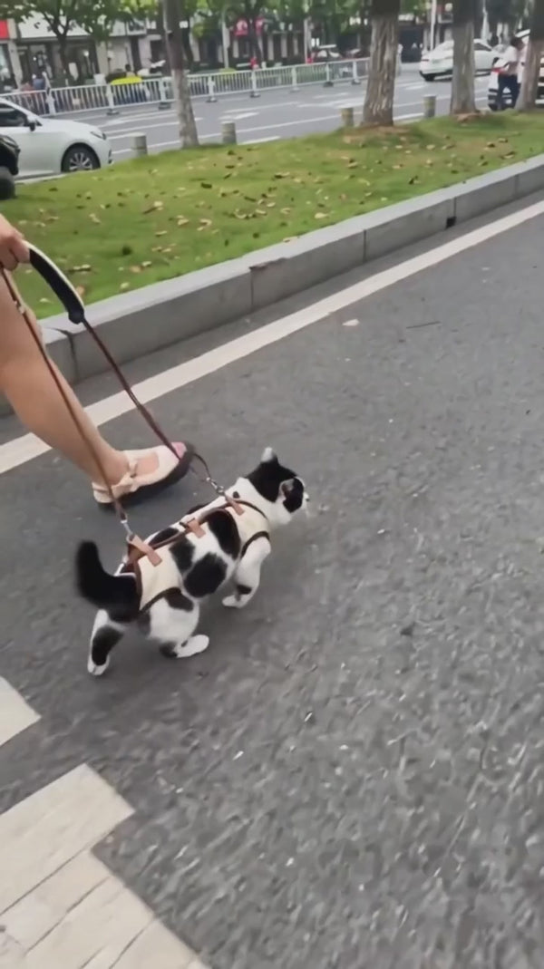 Pawsy cat carrier demonstration 2