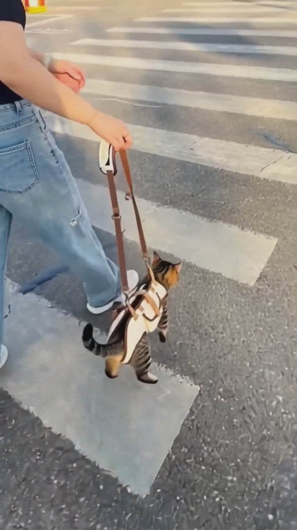 Pawsy cat carrier demonstration 4