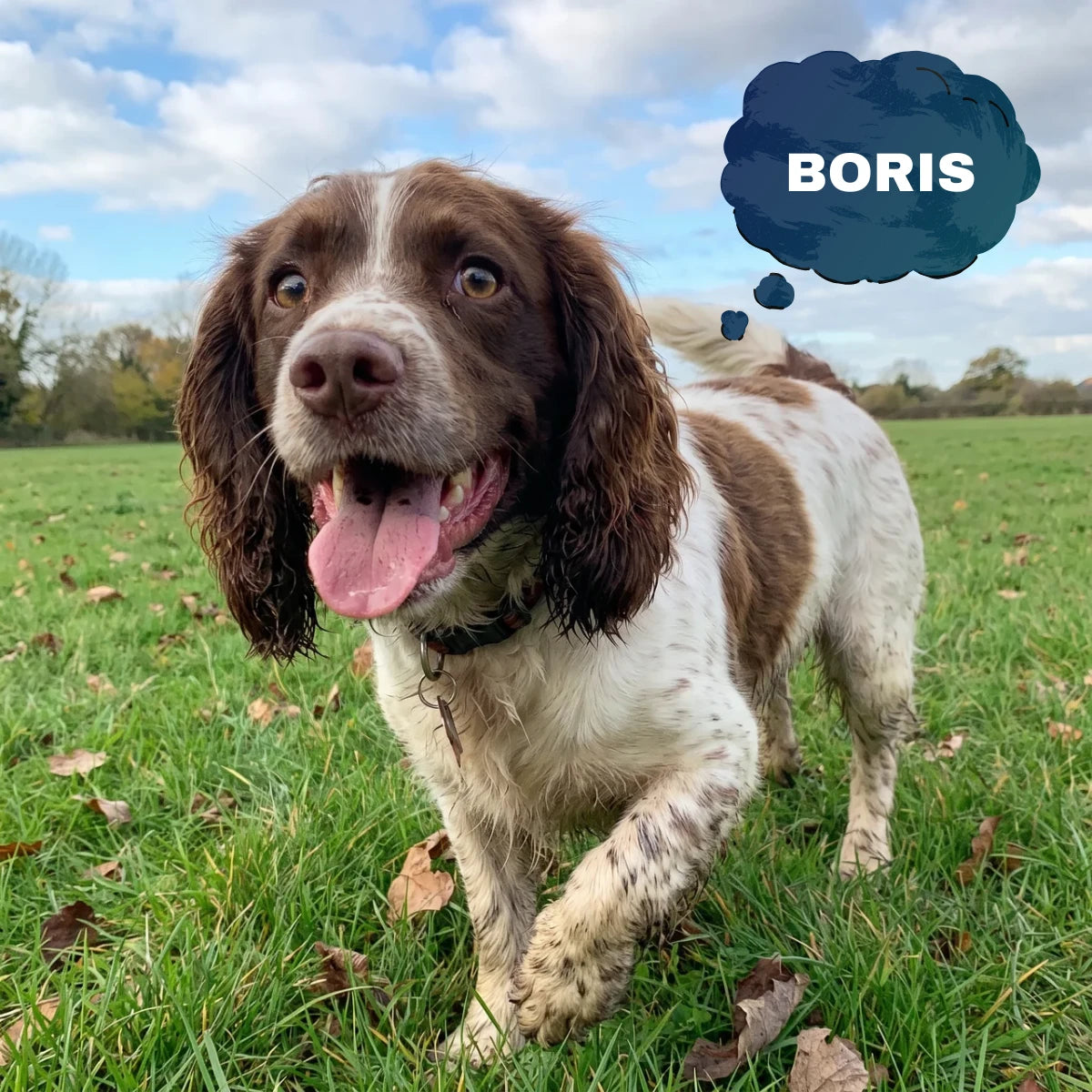 Boris the springer spaniel out on a walk